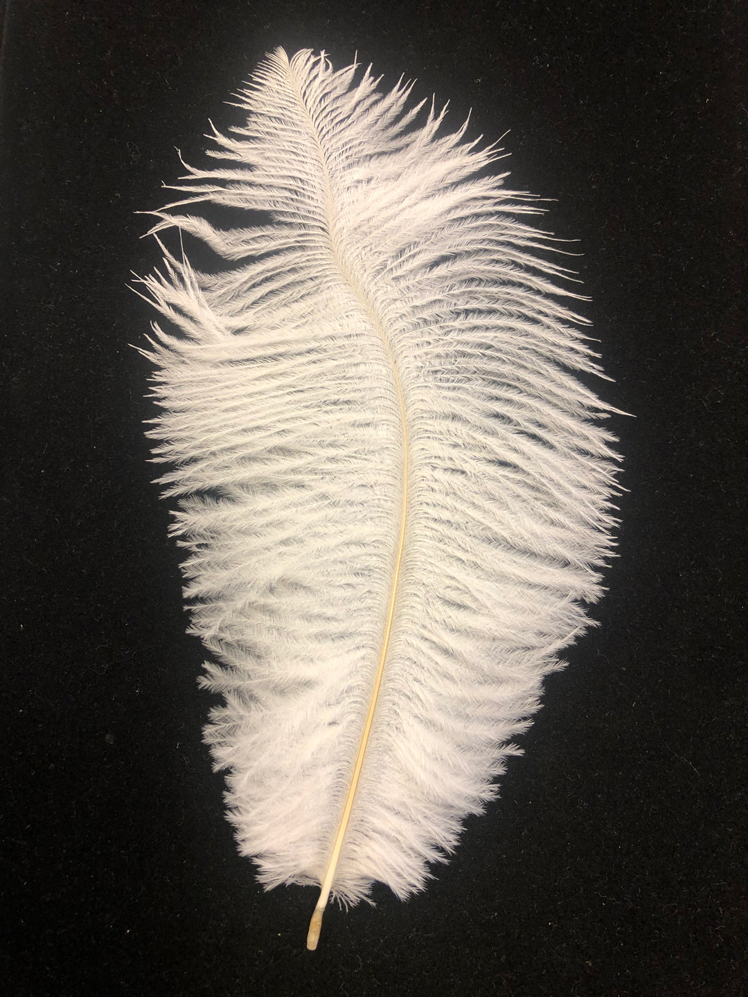 Lr Small Feather